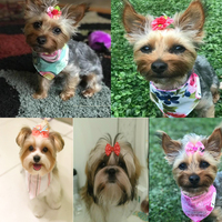 10 sztuk/20 sztuk/30 sztuk nowy różne Style Pet mucha dla psa s sierść zwierząt łuki opaski gumowe z diamentowy pies mucha dla psa akcesoria fryzjerskie hurtownie 6